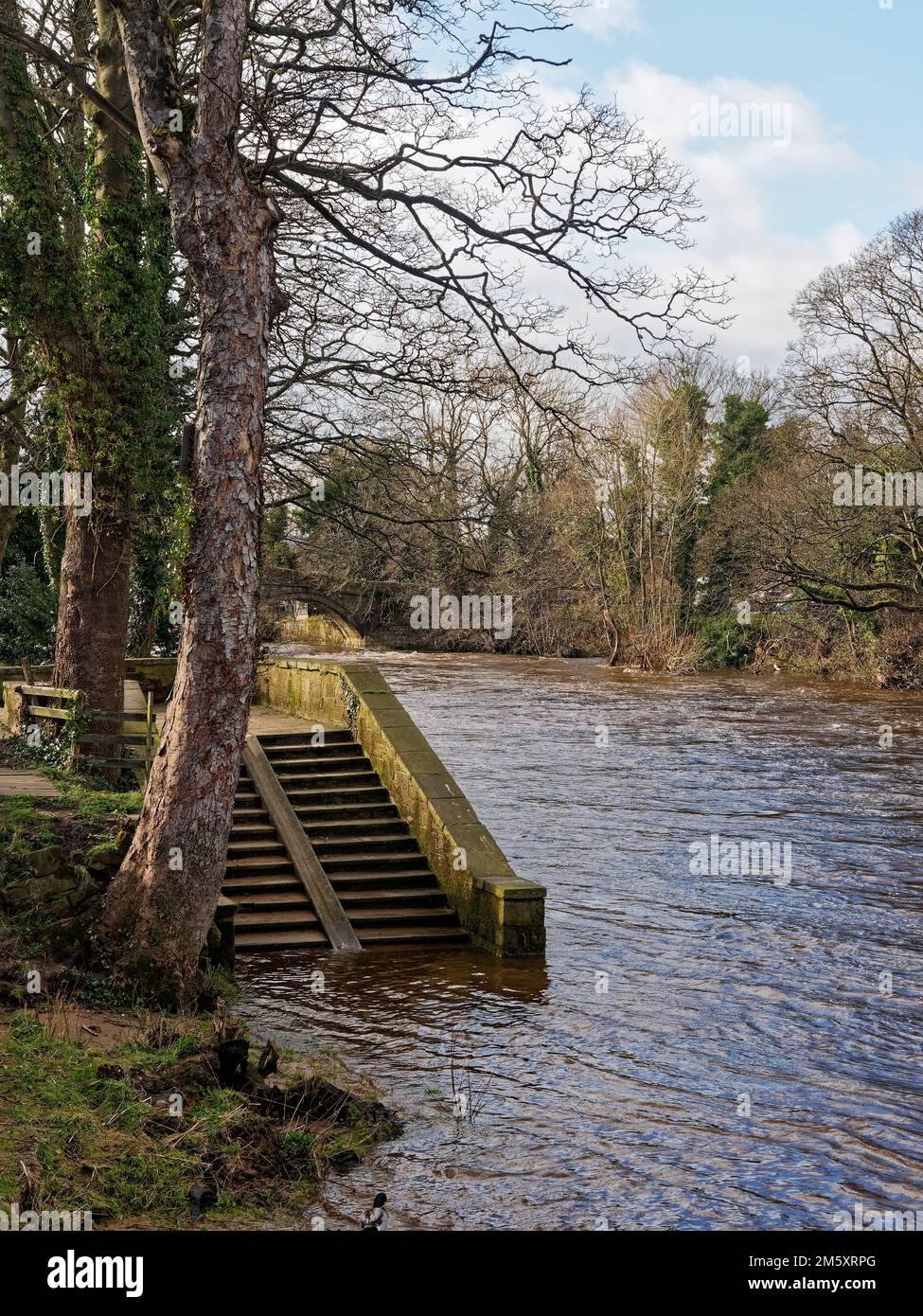 Old Stone steps leading from the River Bank into the River Wharfe at Ilkley along the Riverside Gardens Walk in the Town. Stock Photo