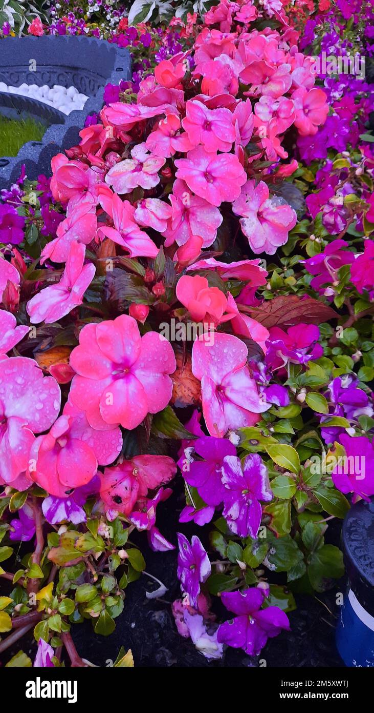 A vertical shot of pink Impatiens (Impatiens sultanii) decorating a curved flower garden Stock Photo