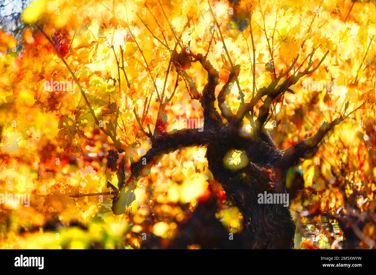 Fall foliage backdrop hi-res stock photography and images - Alamy