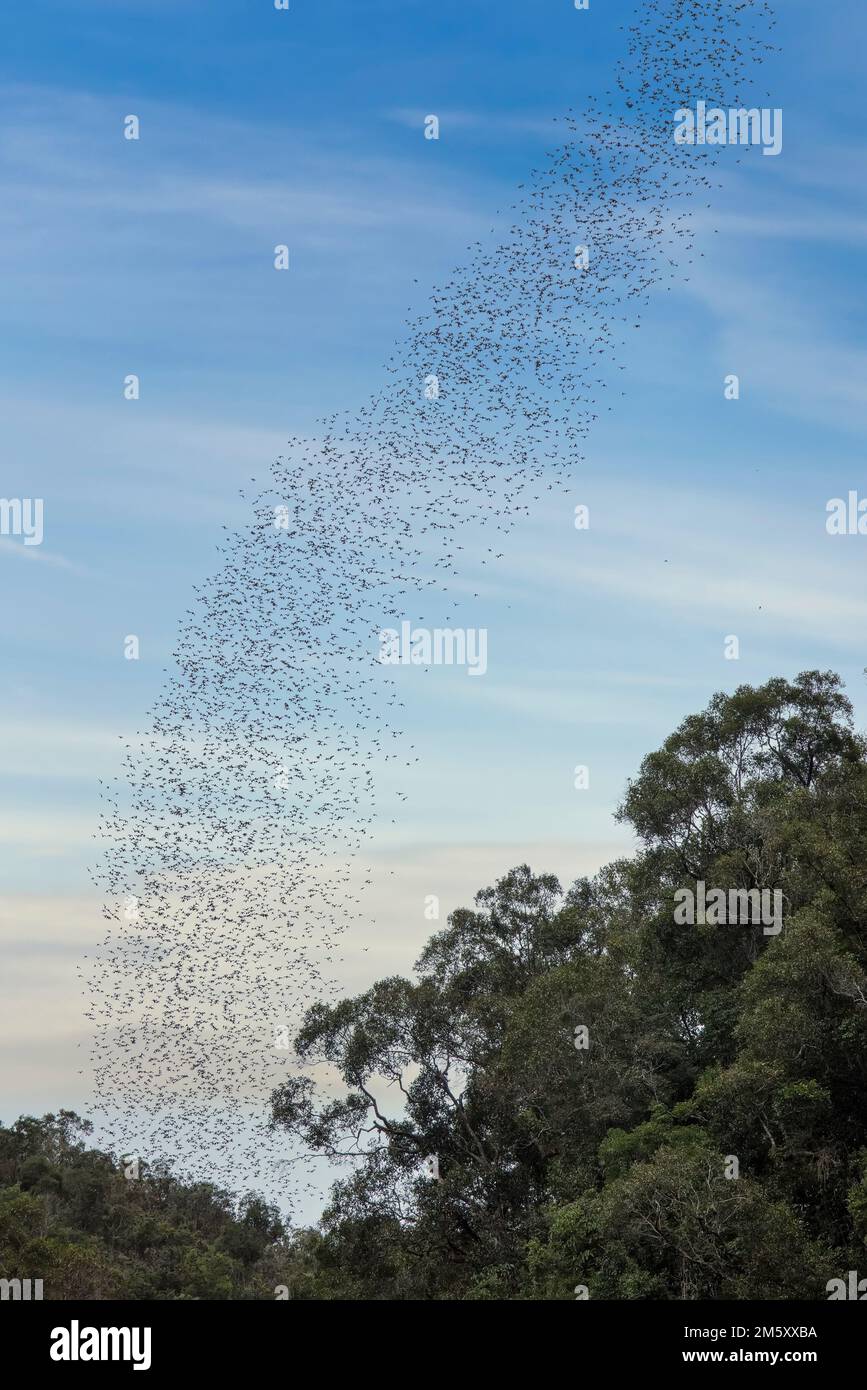 Wrinkle-lipped free-tailed bats (Chaerephon plicatus) leaving Deer Cave, Mulu, Sarawak, Malaysia Stock Photo