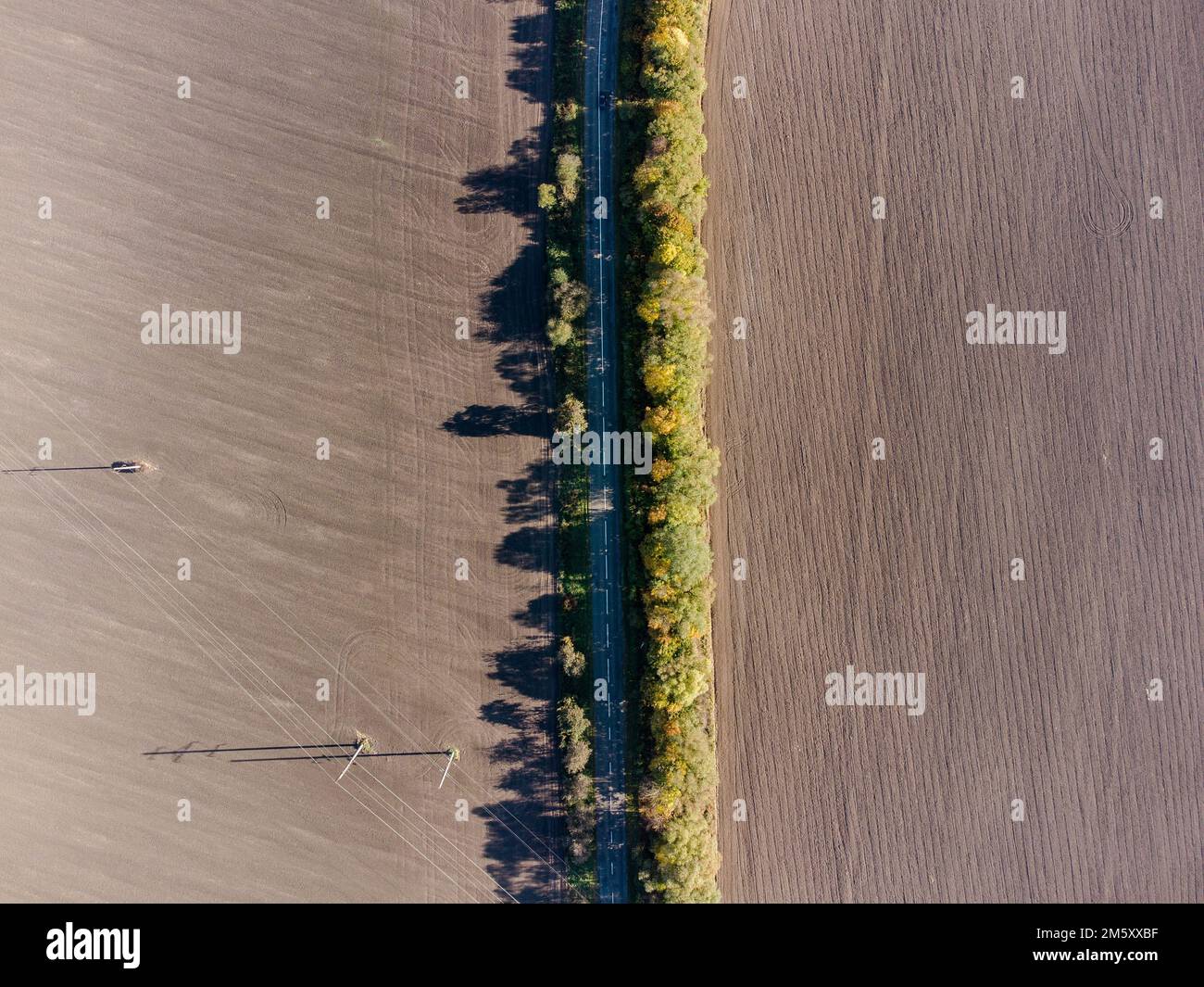 An aerial shot of a field in cream colors with tall trees Stock Photo ...