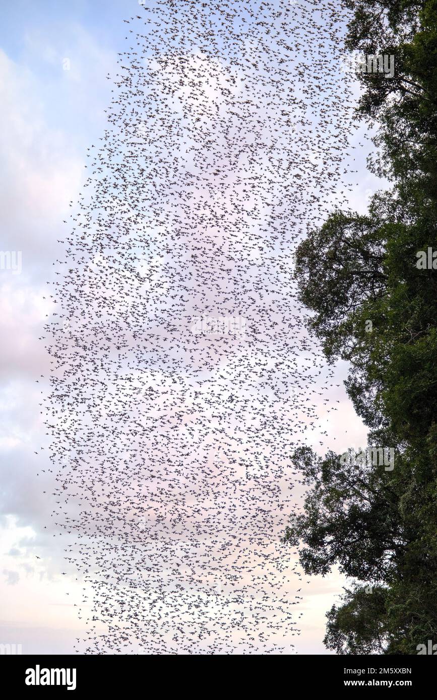 Chaerephon bat hires stock photography and images Alamy