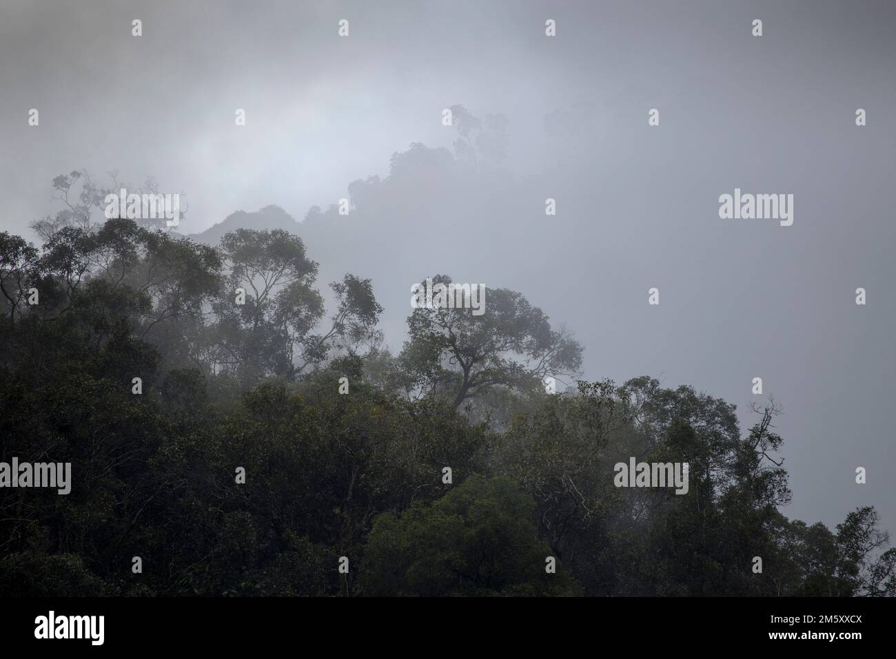 Rainforest at Deer Cave, Mulu, Sarawak, Malaysia Stock Photo