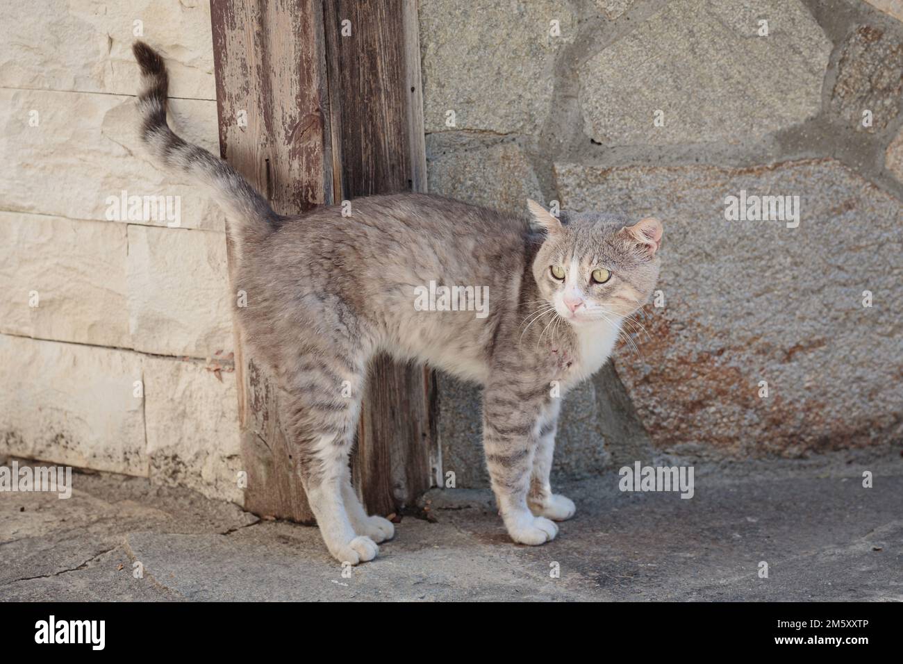 Stray cat lying down on paving stones Stock Photo