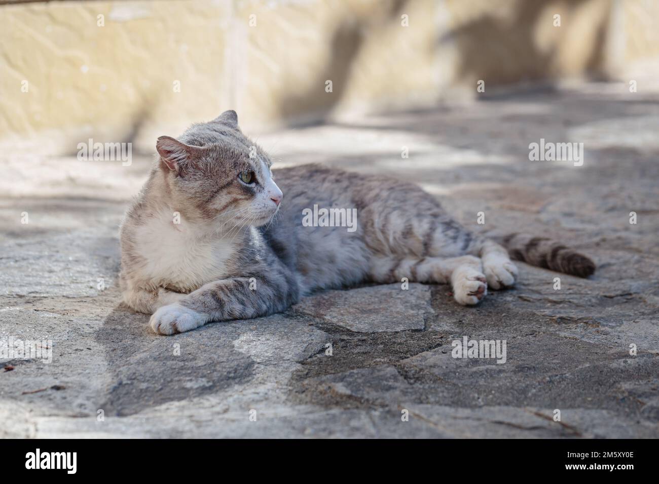 Stray cat lying down on paving stones Stock Photo