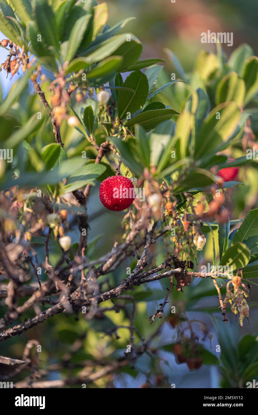 Fruit of Arbutus unedo In the tree in late autumn Stock Photo