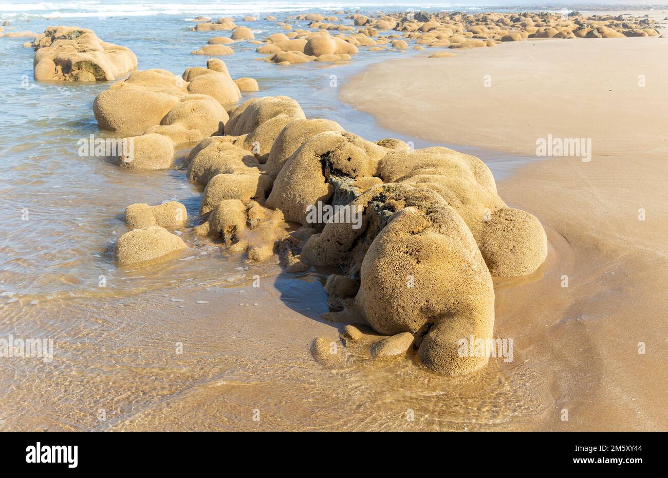 Sabellaria alveolata honeycomb worm reef, Mimid beach, Sidi Boufdail, Mirleft, Morocco, north Africa Stock Photo