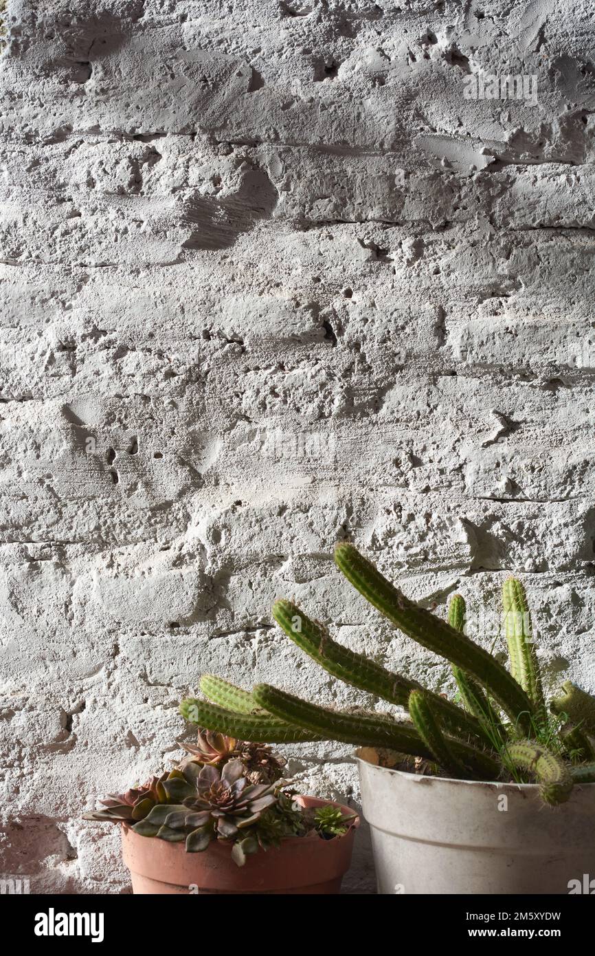 Vertical shot of white painted brick wall background with details of grunge aged texture, with potted cactus and succulent plant in the foreground. Stock Photo