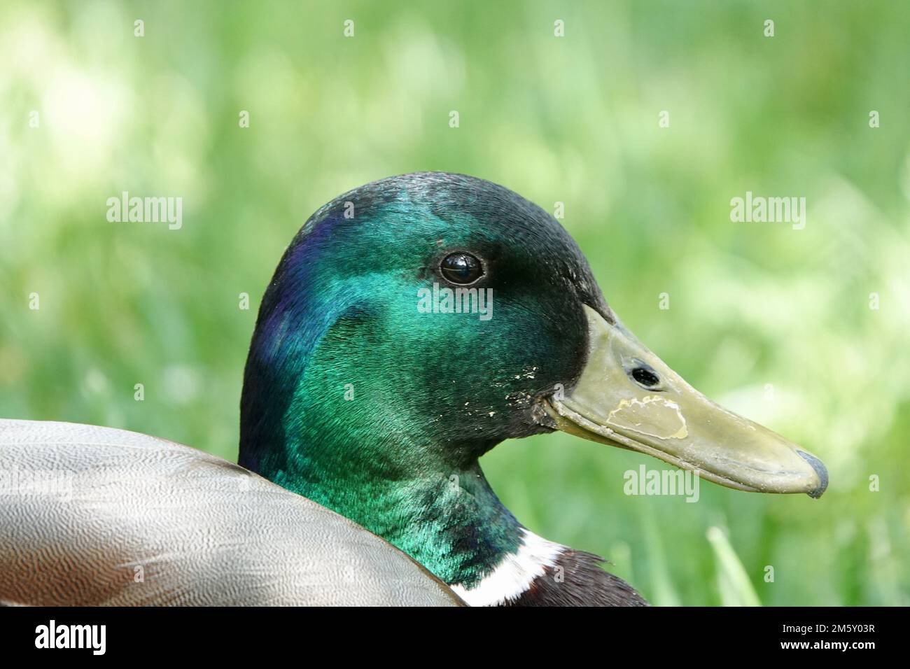 Detail of solo male duck sitting on green grass. Green head of mallard duck in natural habitat. Stock Photo