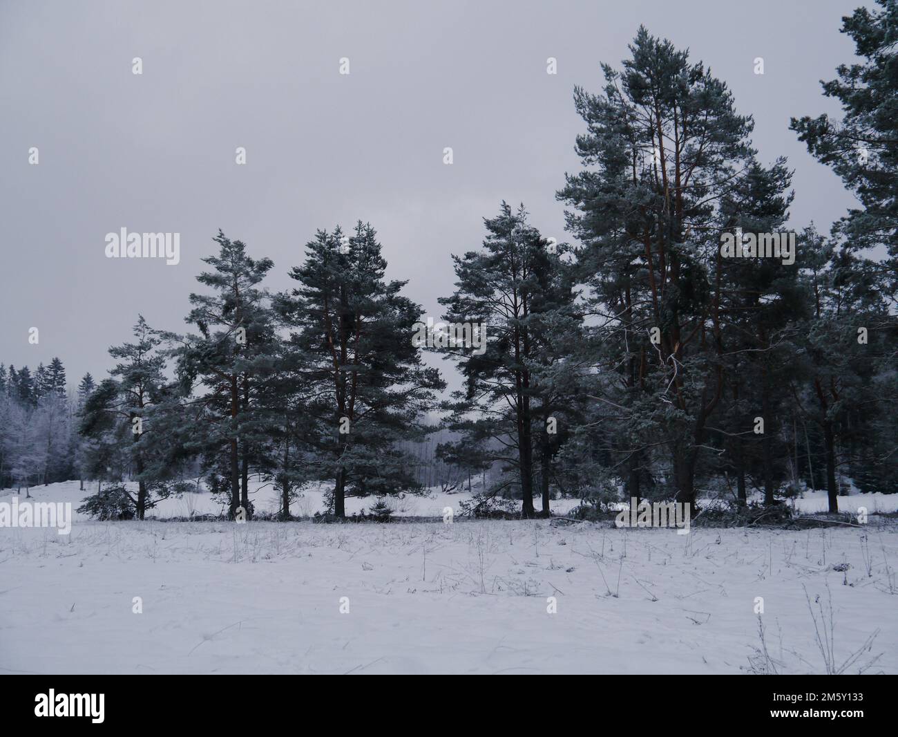 Snow field evergreen trees hi-res stock photography and images - Alamy