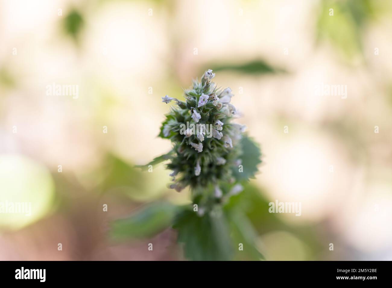 Catnip flowers up close with soft backgrounds. Stock Photo