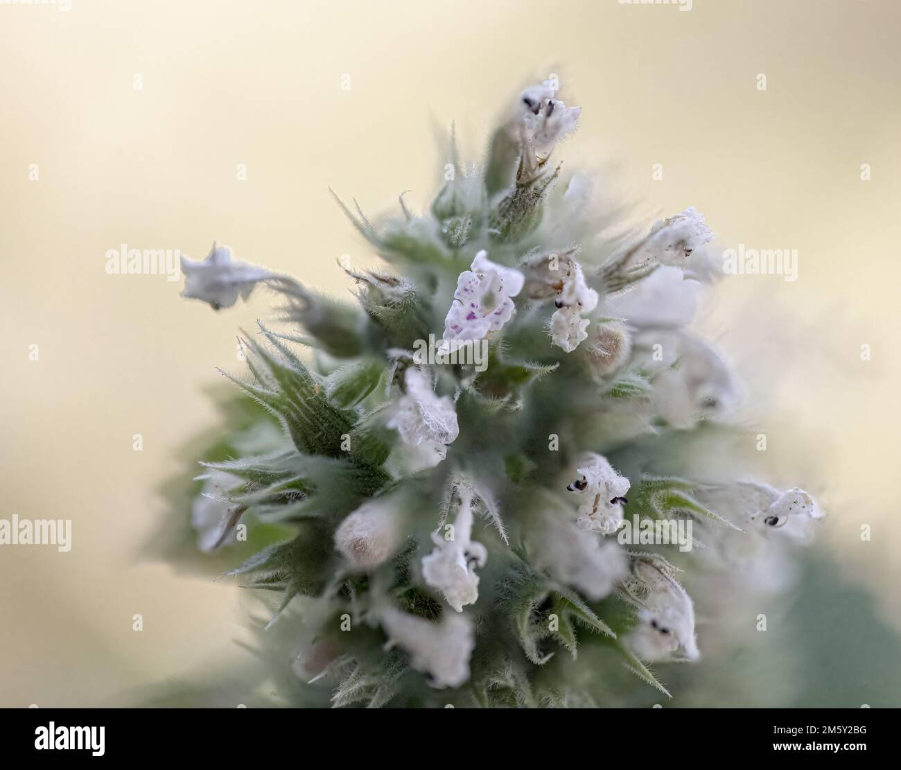 Catnip flowers up close with soft backgrounds. Stock Photo