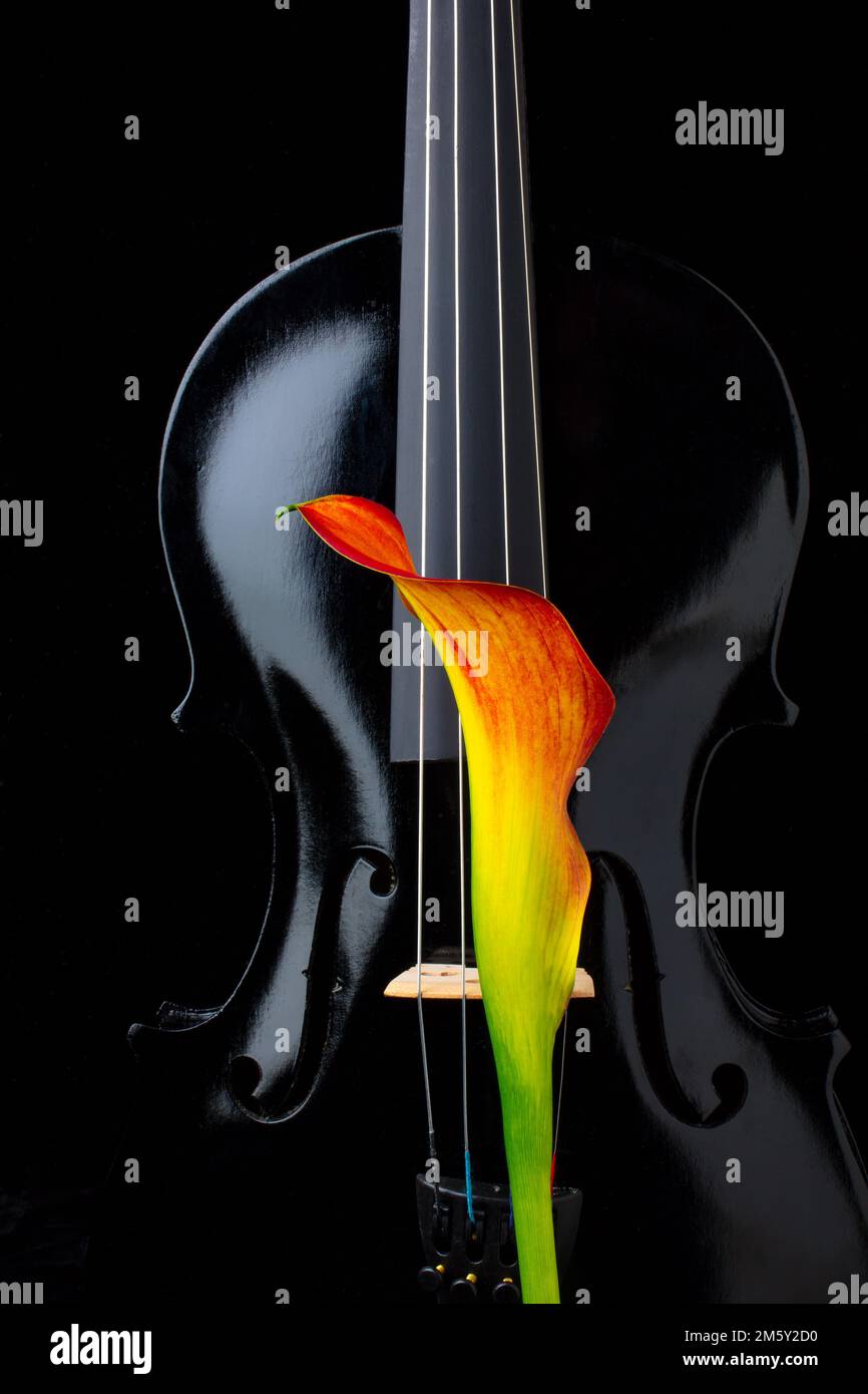 Black Violin With Calla Lily Still Life Stock Photo