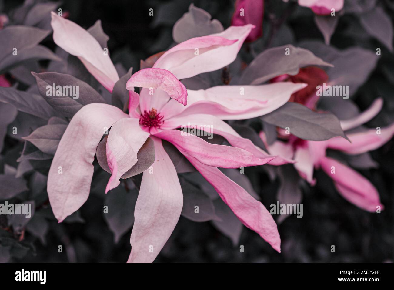 Beautiful star magnolia, photographed at the arboretum. Stock Photo