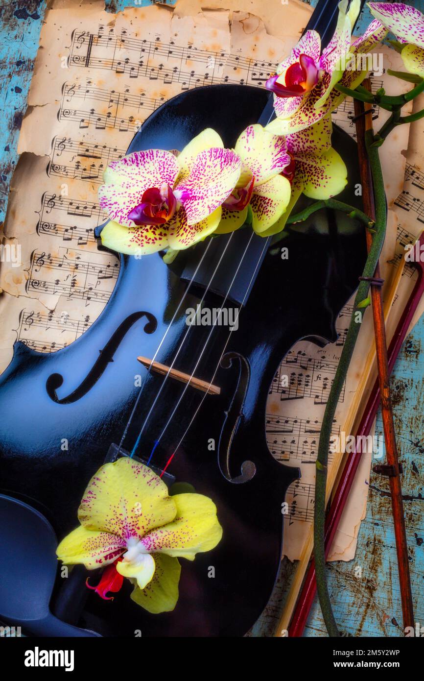 Yellow Orchids On Black Violin Stock Photo