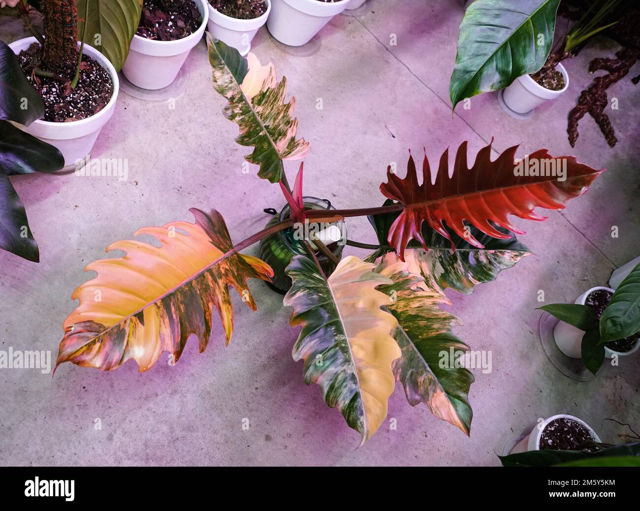 Stunning color and variegated leaves of Philodendron Caramel Marble, a