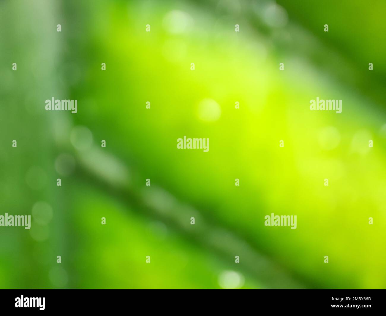 Defocused or blurred of abstract background of yellow leaves and green veins. For wallpapers or illustration Stock Photo