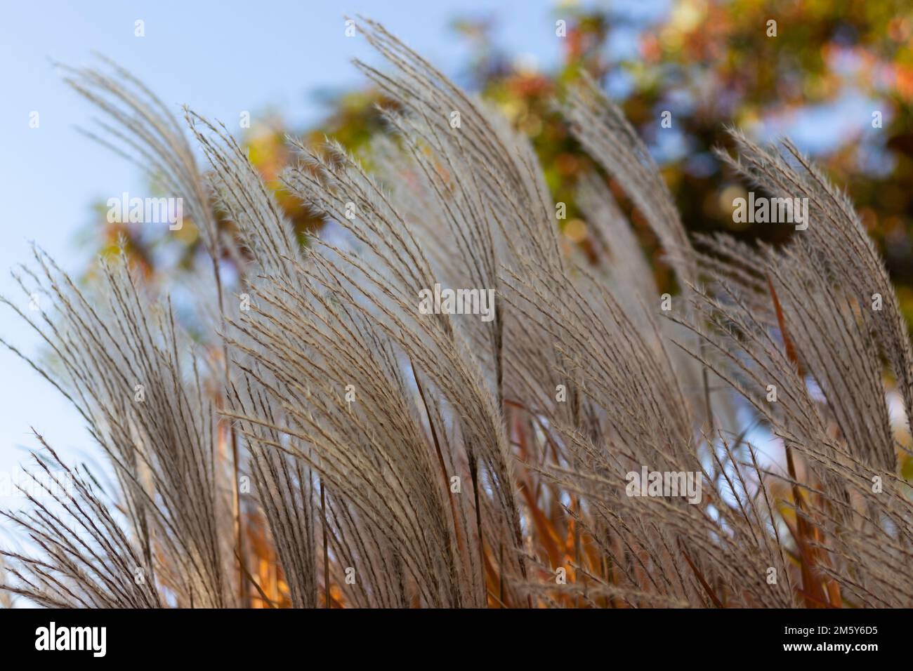 A closeup of amur silver grass, Miscanthus sacchariflorus captured against a blurred background Stock Photo