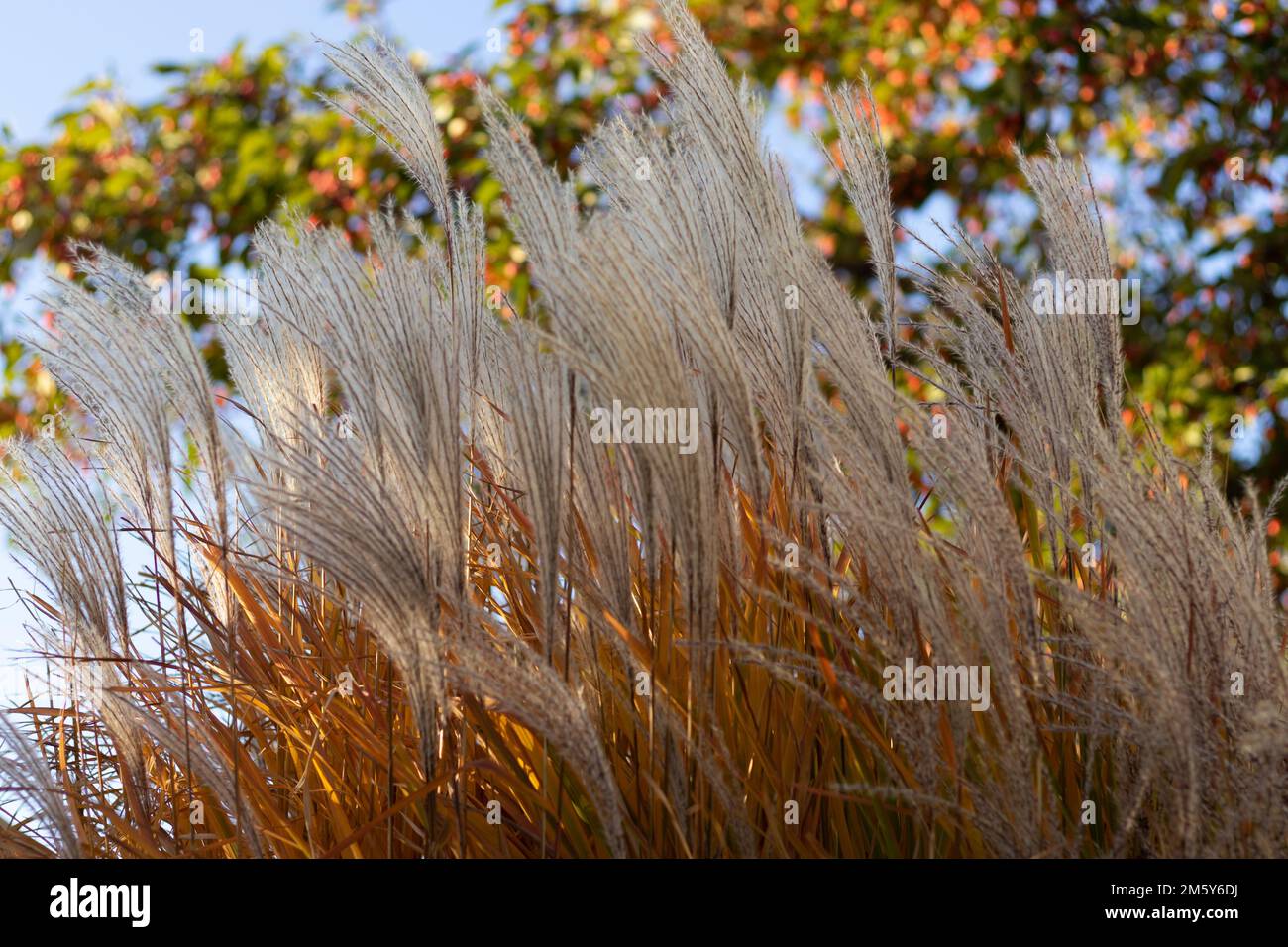A closeup of amur silver grass, Miscanthus sacchariflorus captured against a blurred background Stock Photo