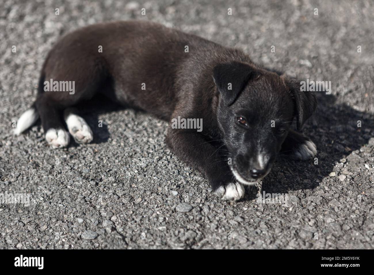 Little dog standing on the ground . Black homeless puppy Stock Photo ...