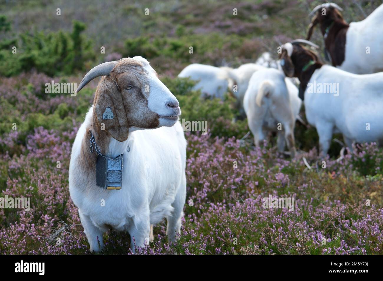 Boer goat with Nofence virtual fence GPS-collars in Sandblåst/Gaustadvågen nature reserrve, Norway Stock Photo