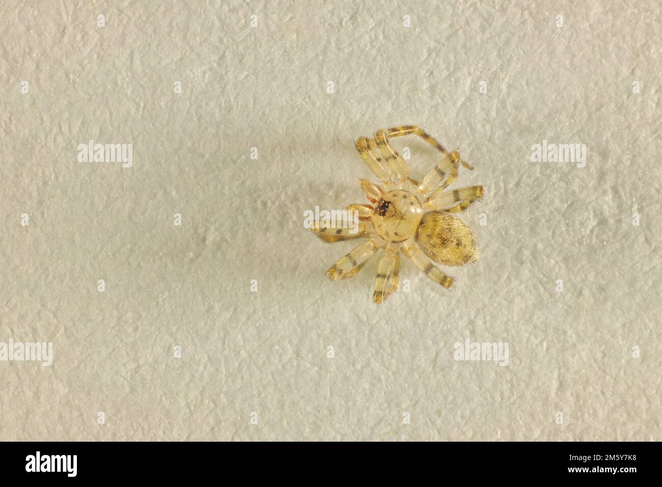 Close-up dorsal view of isolated Wall Spider (Oecobius) Stock Photo