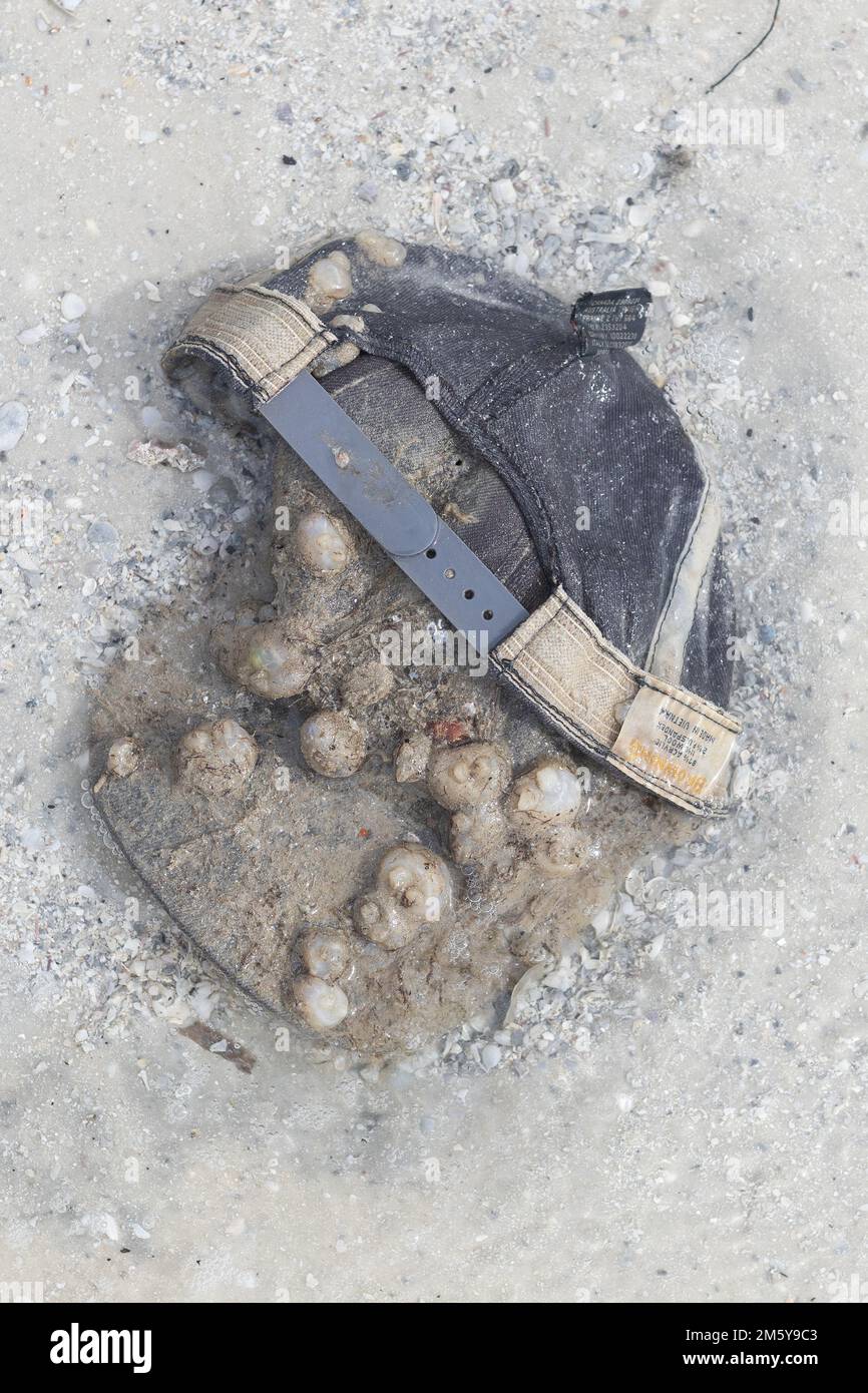 A hat washed up and covered with barnacles on Dickman's Island in the Ten Thousand Islands in Florida. Stock Photo