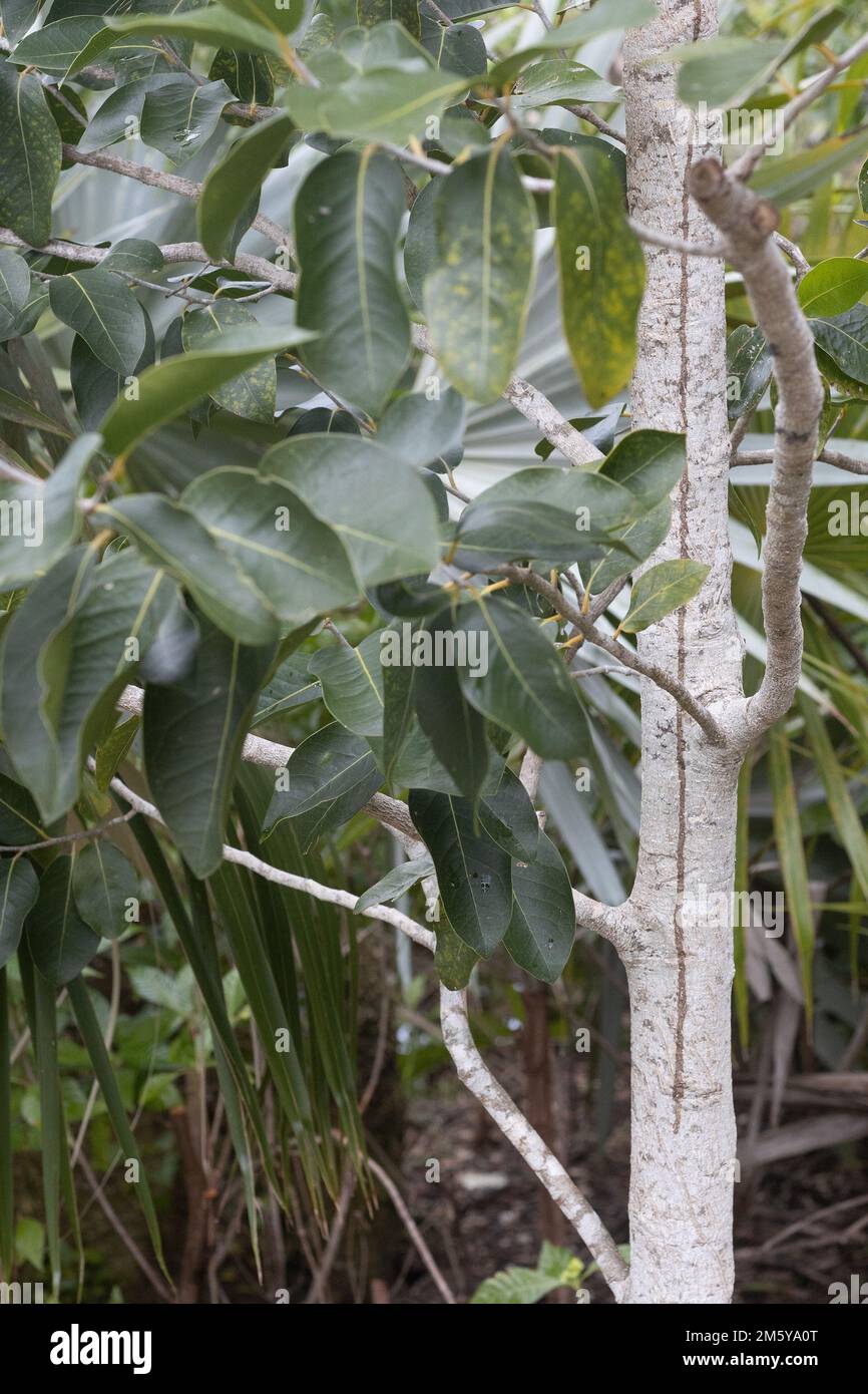Drypetes diversifolia - milkbark tree. Stock Photo