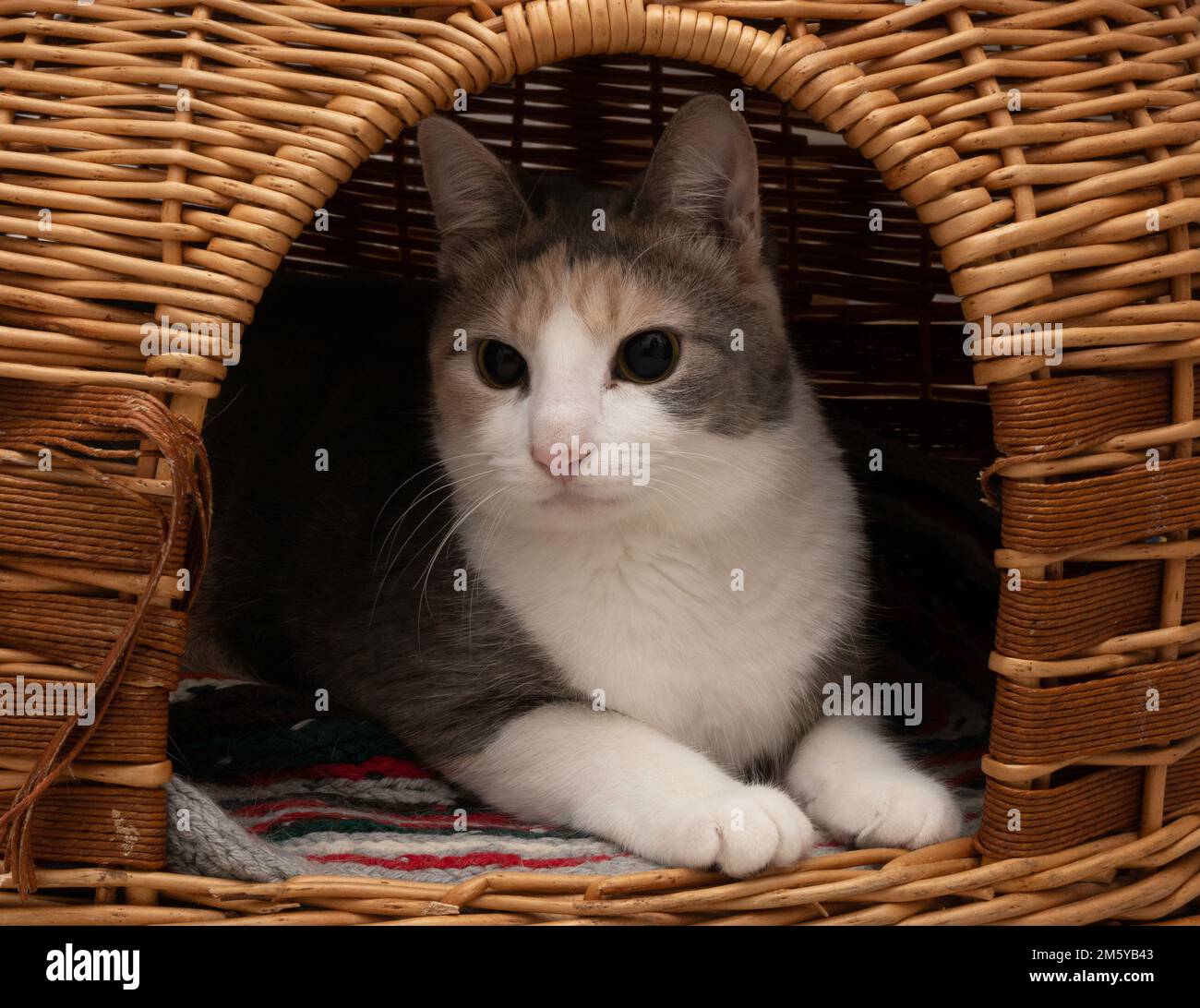 Little Kitten Inside Her Nest Stock Photo Alamy