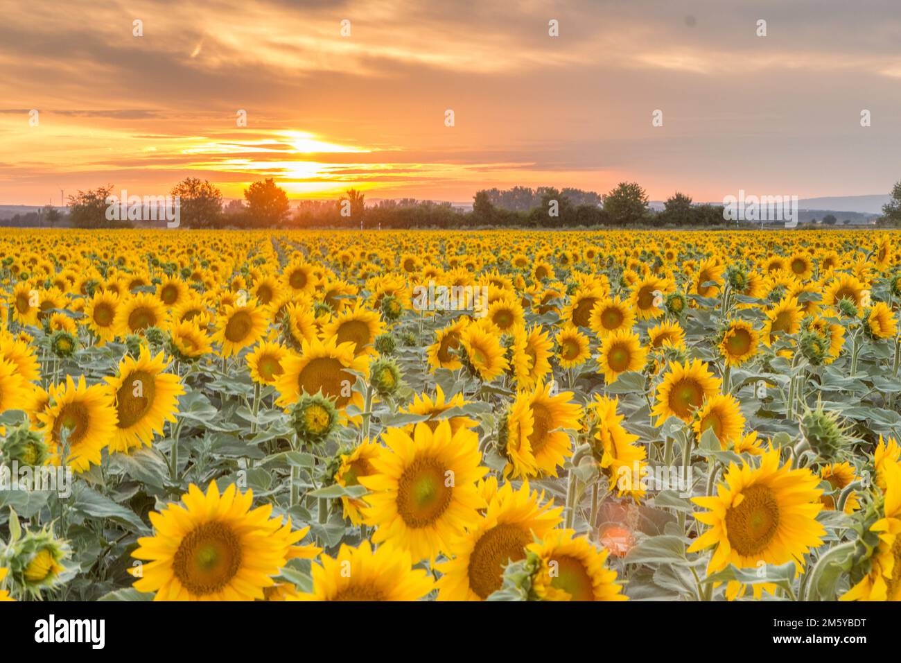 Sunflower field in the sunset Stock Photo - Alamy