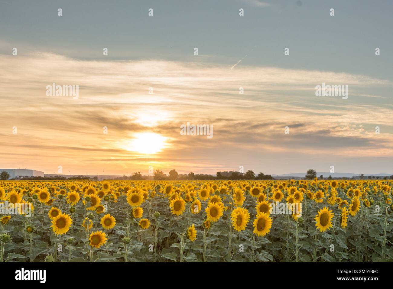 Sunflower field in the sunset Stock Photo - Alamy