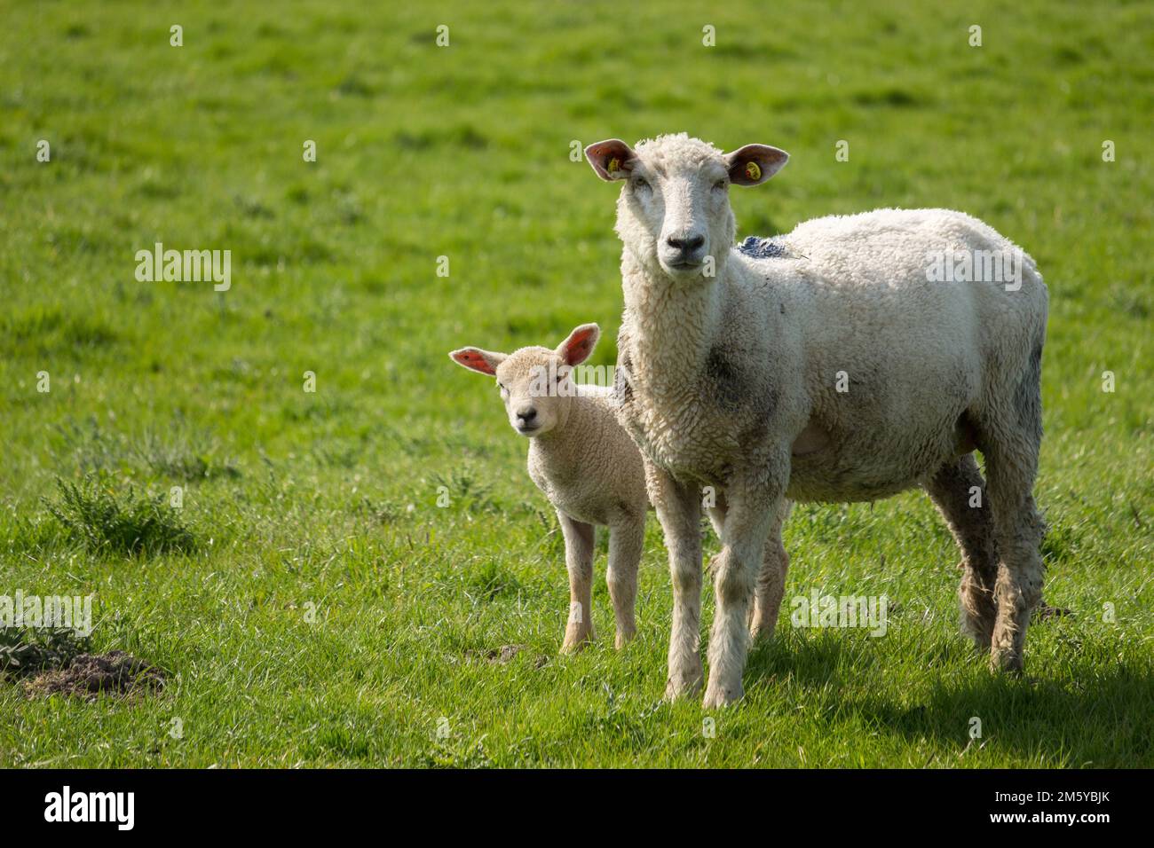 Male lamb and his mother sheep on a pasture Stock Photo - Alamy