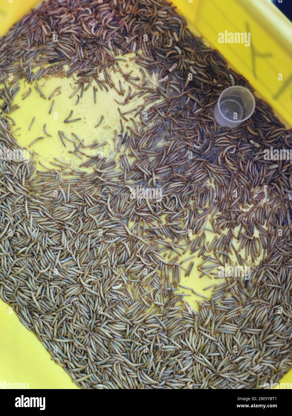 plastic containers full of many living mealworms Stock Photo Alamy