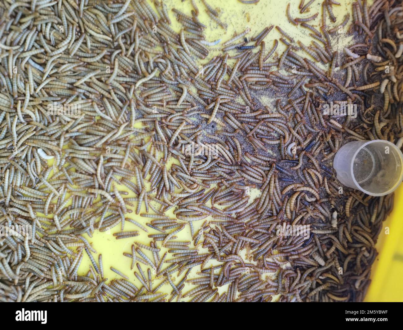 plastic containers full of many living mealworms Stock Photo Alamy
