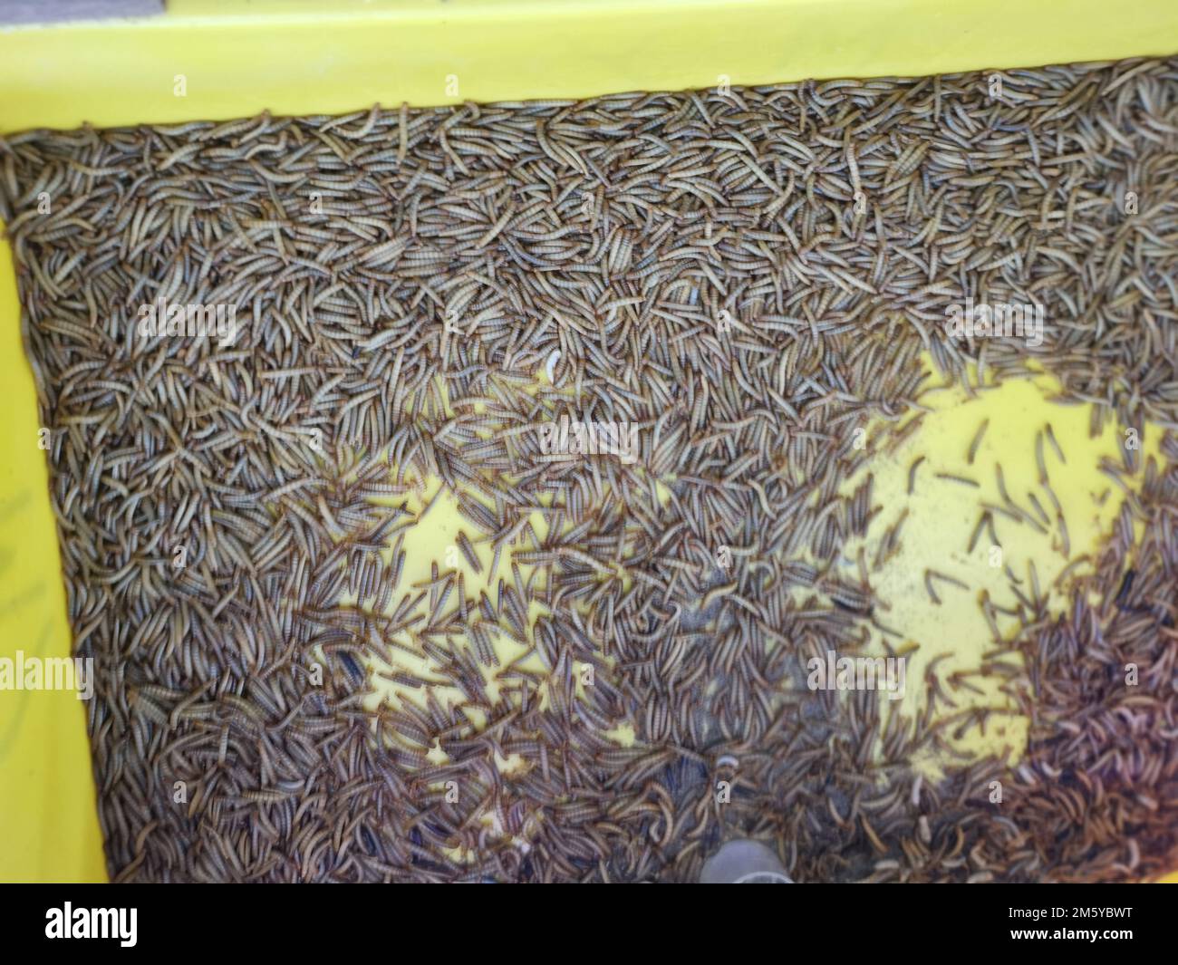 plastic containers full of many living mealworms Stock Photo Alamy