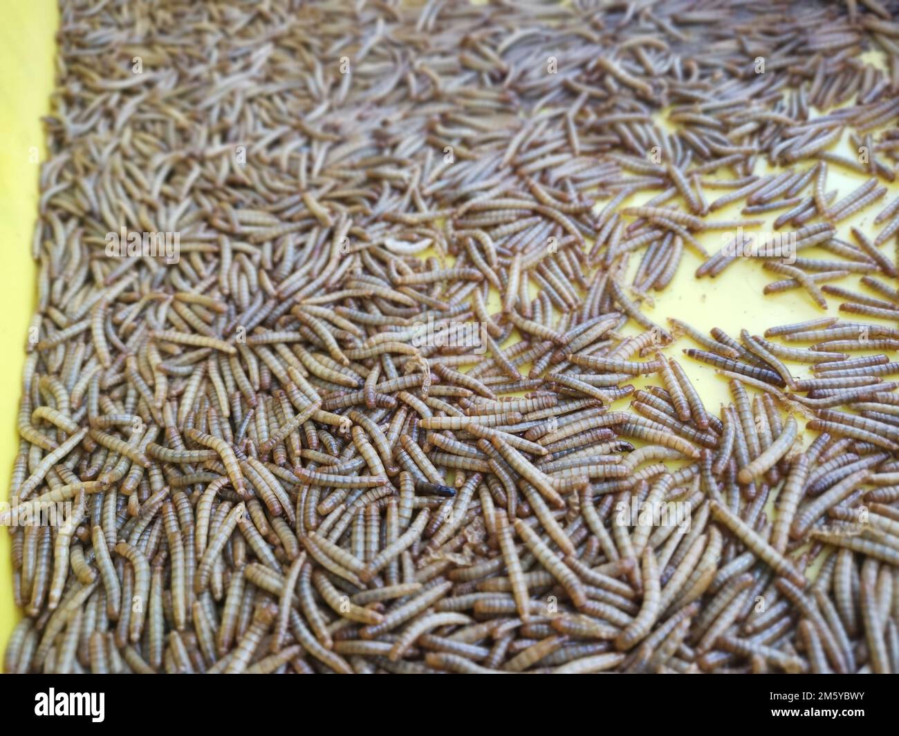 plastic containers full of many living mealworms Stock Photo Alamy
