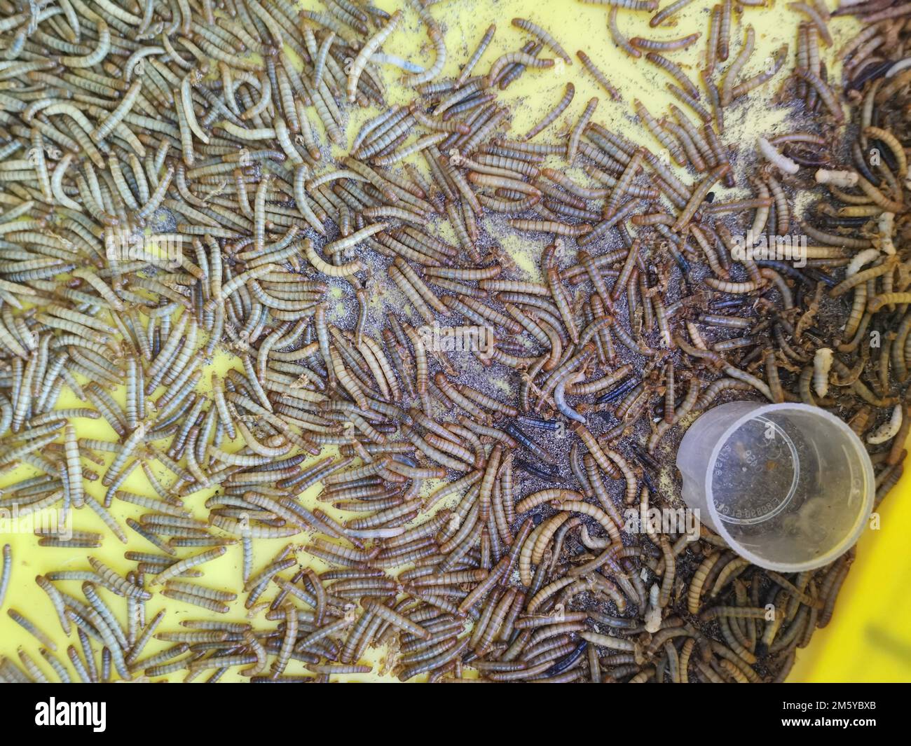 plastic containers full of many living mealworms Stock Photo Alamy