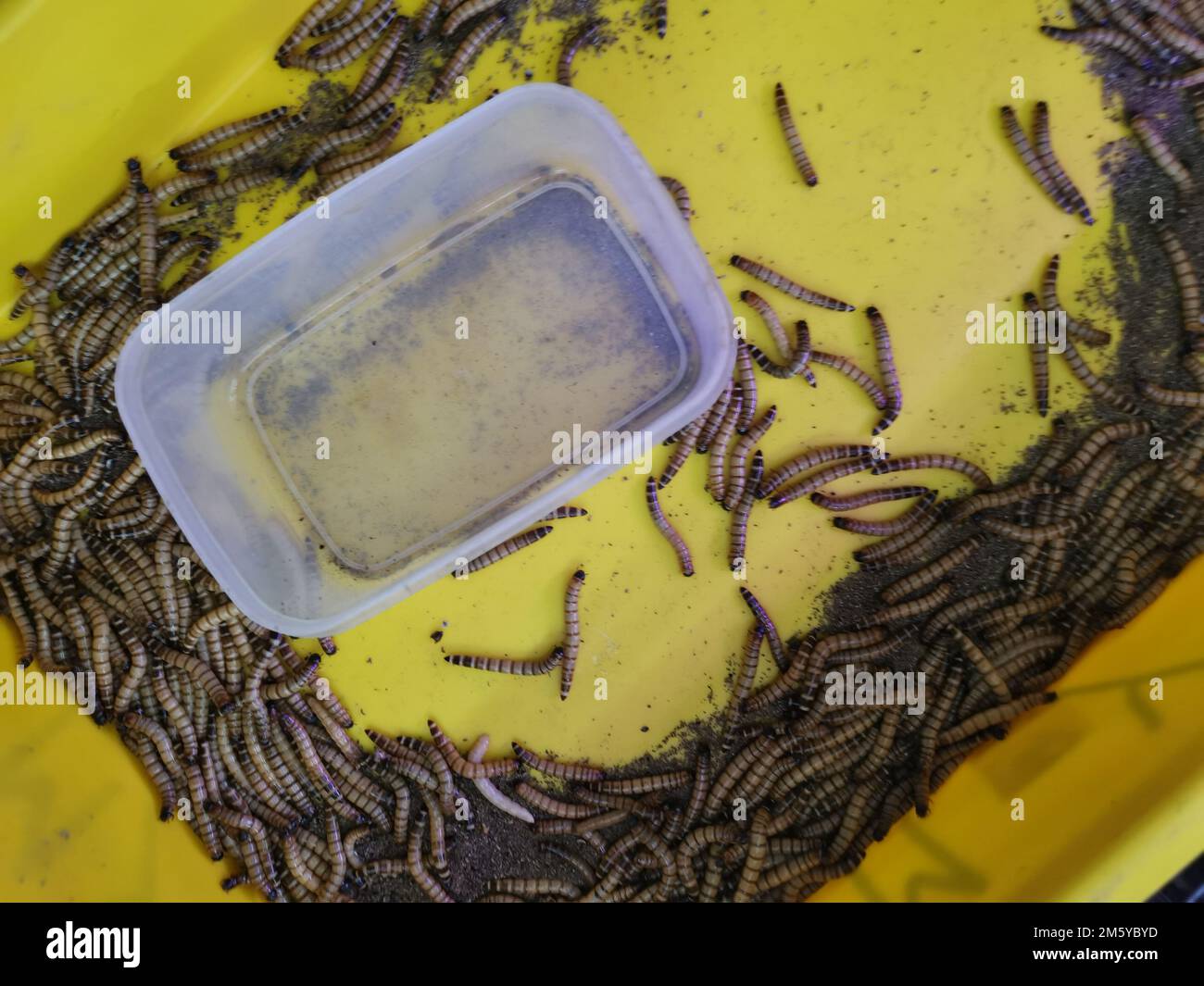 plastic containers full of many living mealworms Stock Photo Alamy