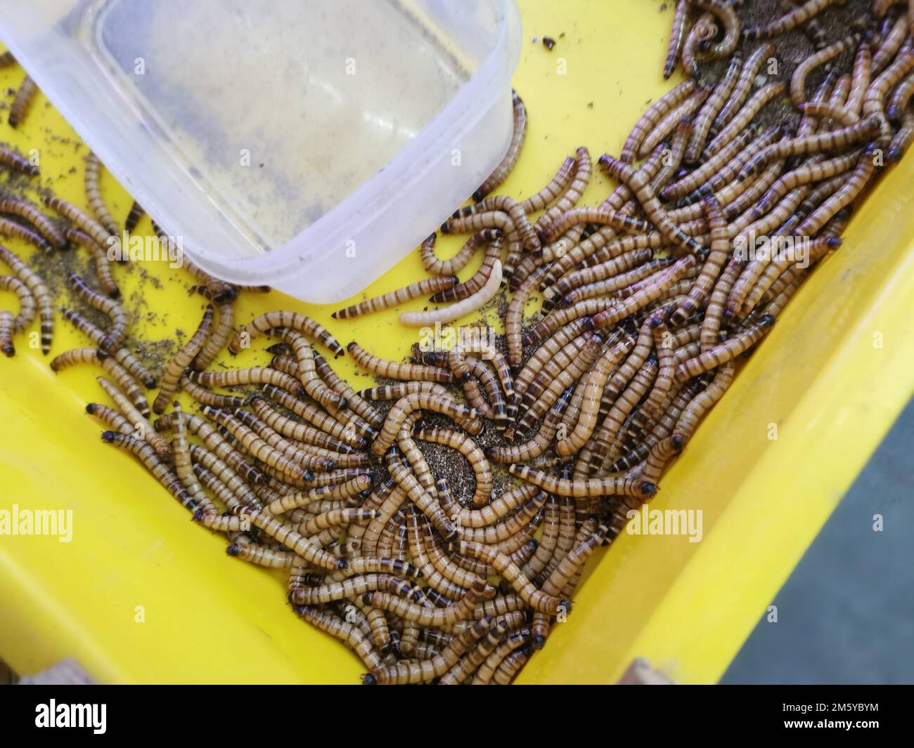 plastic containers full of many living mealworms Stock Photo Alamy