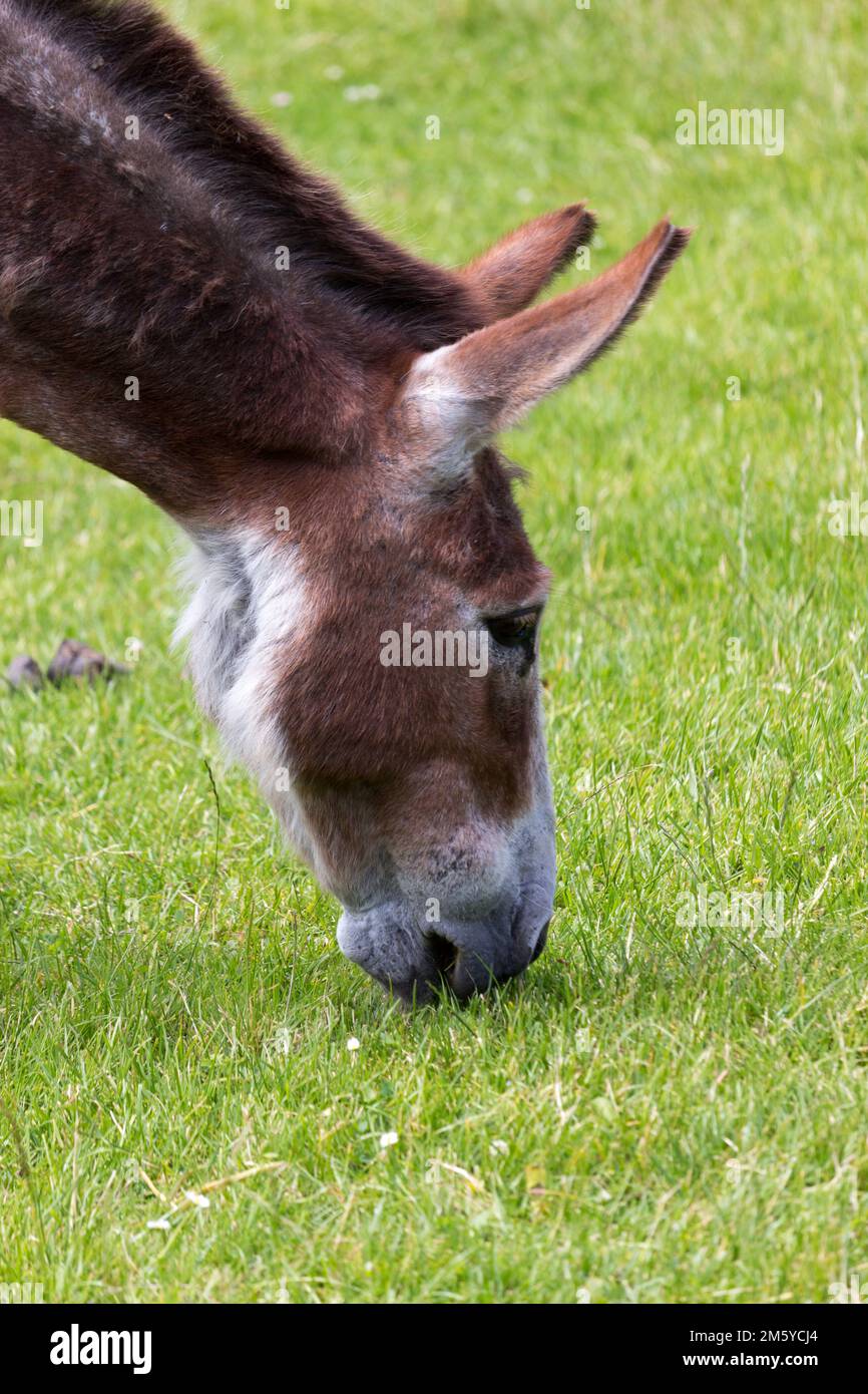 Donkey grazing on a meadow of a zoo Stock Photo - Alamy