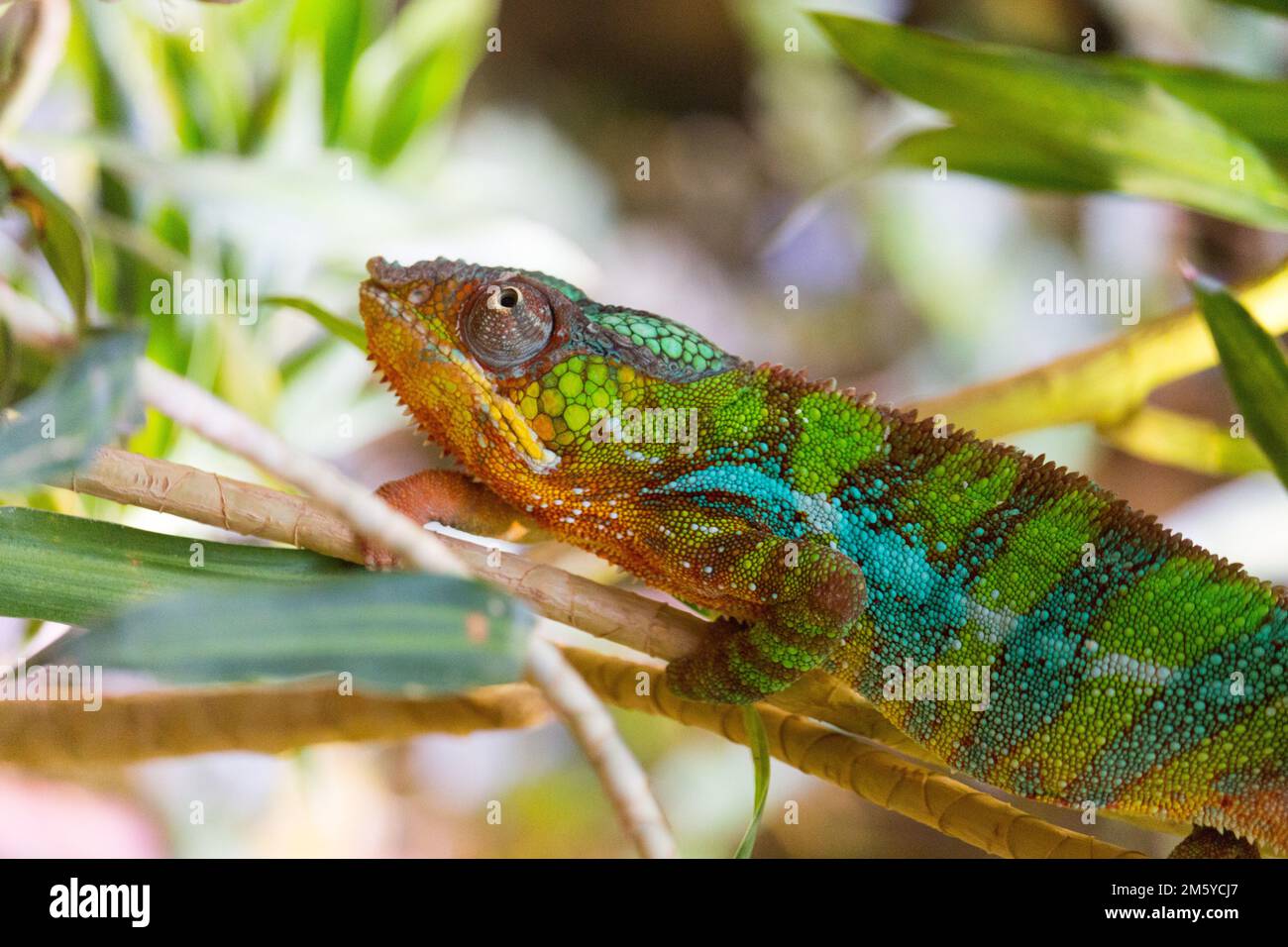 Chameleon sitting on a branch Stock Photo