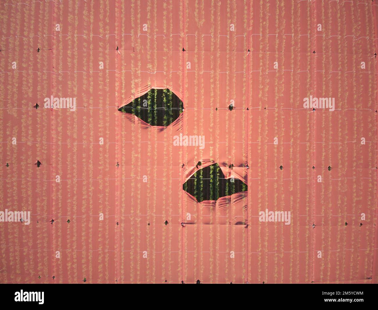 Apple orchard aerial view showing symmetrical patterns and orange crop