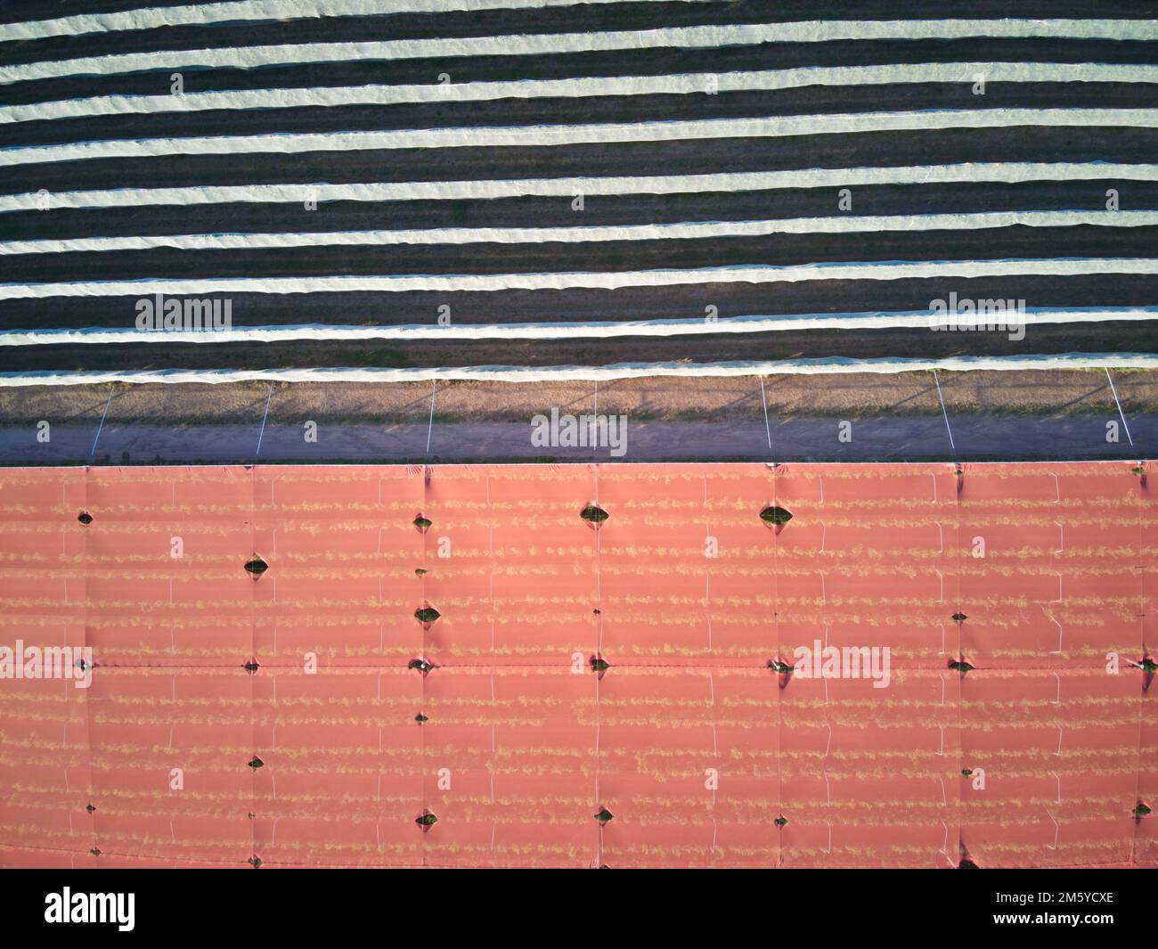 Apple orchard aerial view showing symmetrical patterns and orange crop