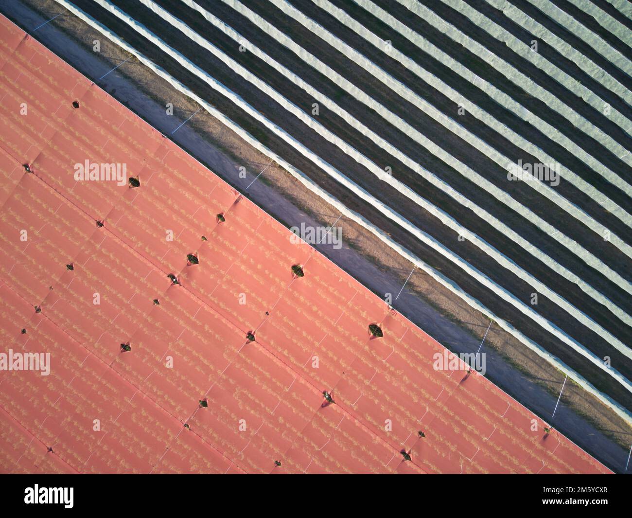 Apple orchard aerial view showing symmetrical patterns and orange crop