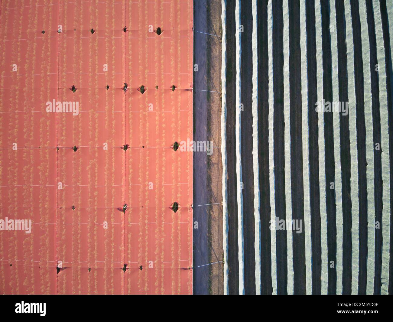 Apple orchard aerial view showing symmetrical patterns and orange crop