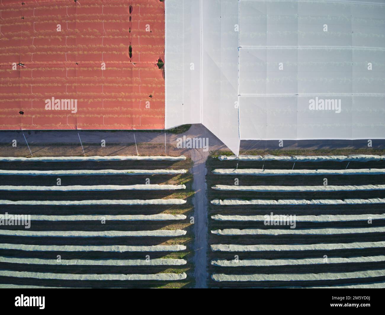 Apple orchard aerial view showing symmetrical patterns and orange crop