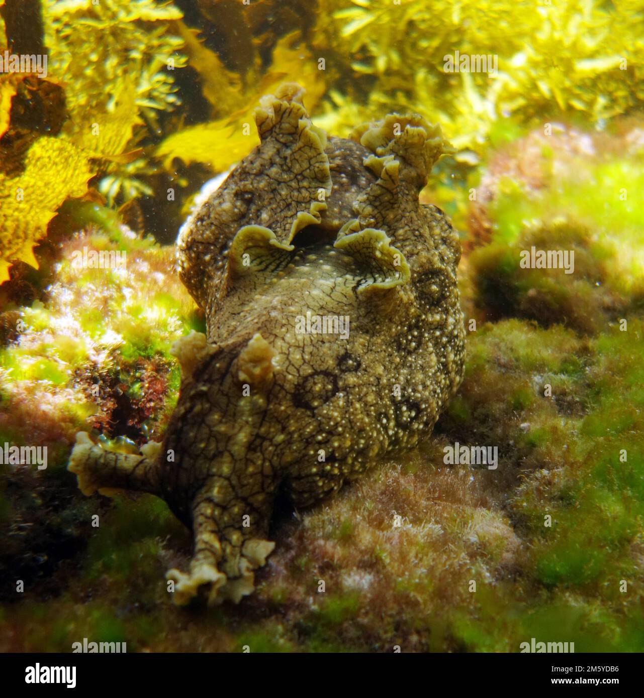 Giant sea hare (Aplysia sp.), Rottnest Island, Western Australia Stock Photo