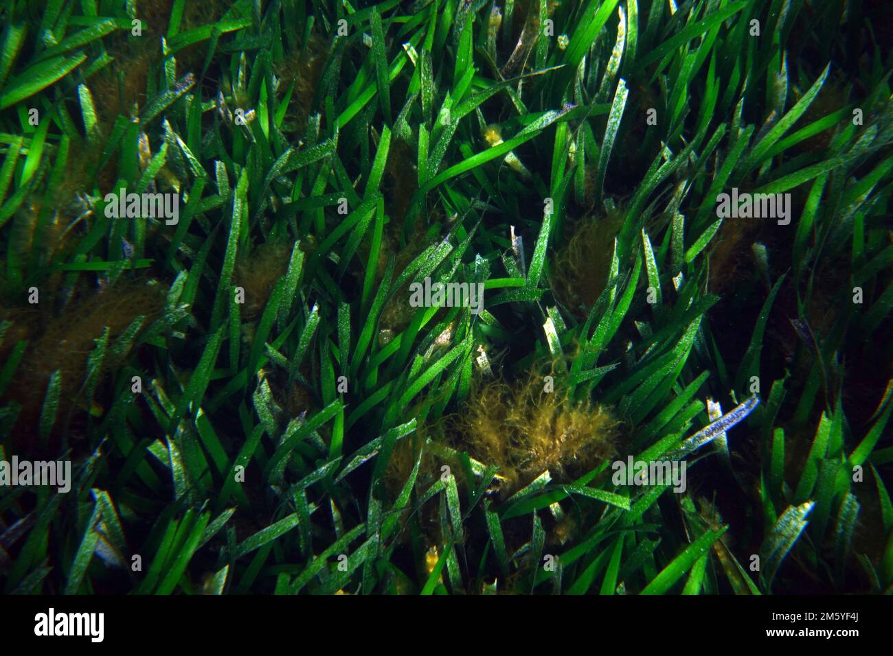Healthy seagrass bed (Posidonia australis), Rottnest Island, Western AUstralia Stock Photo