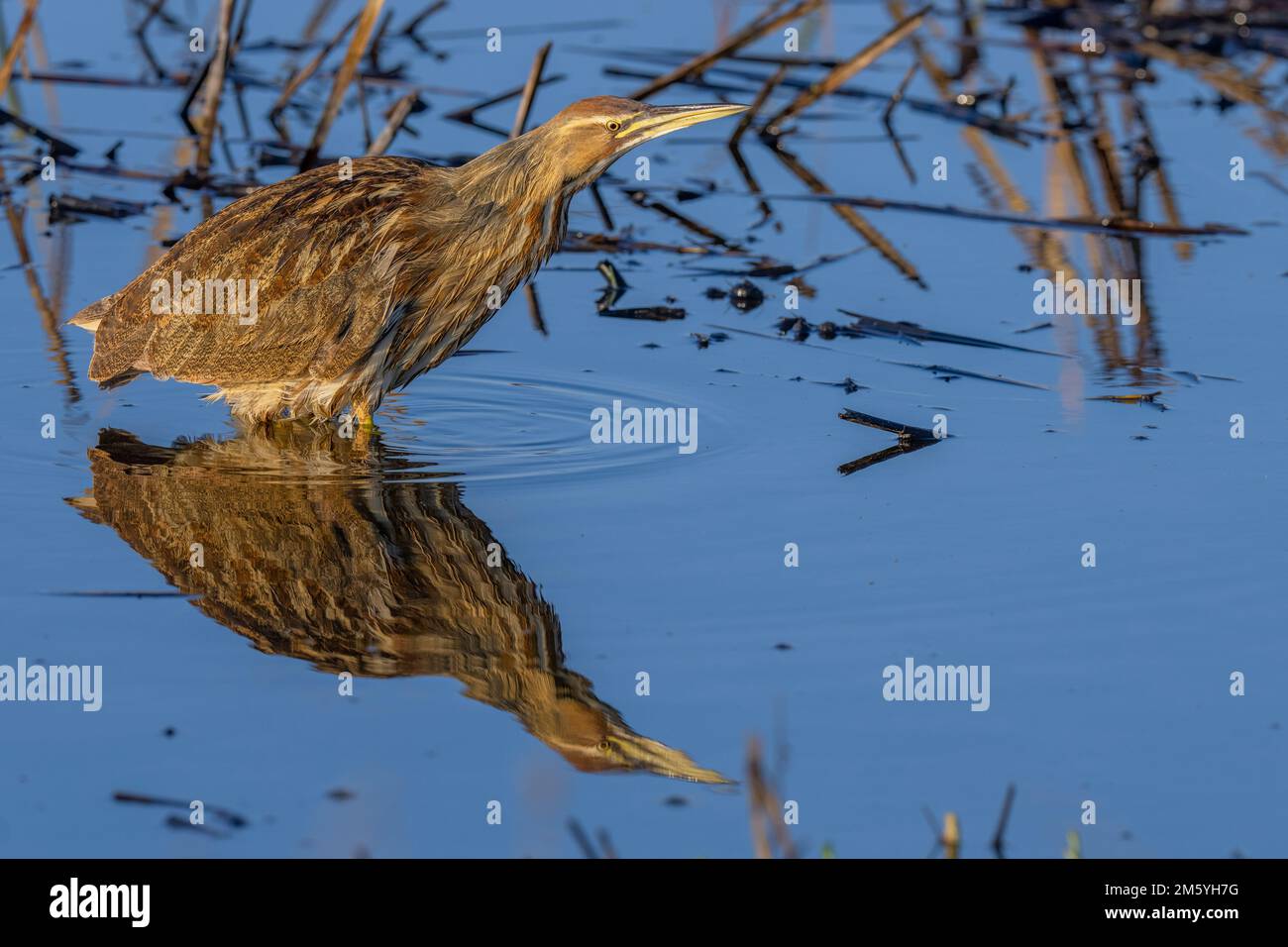 American Bittern (Botaurus lentiginosus), Yolo County California USA Stock Photo