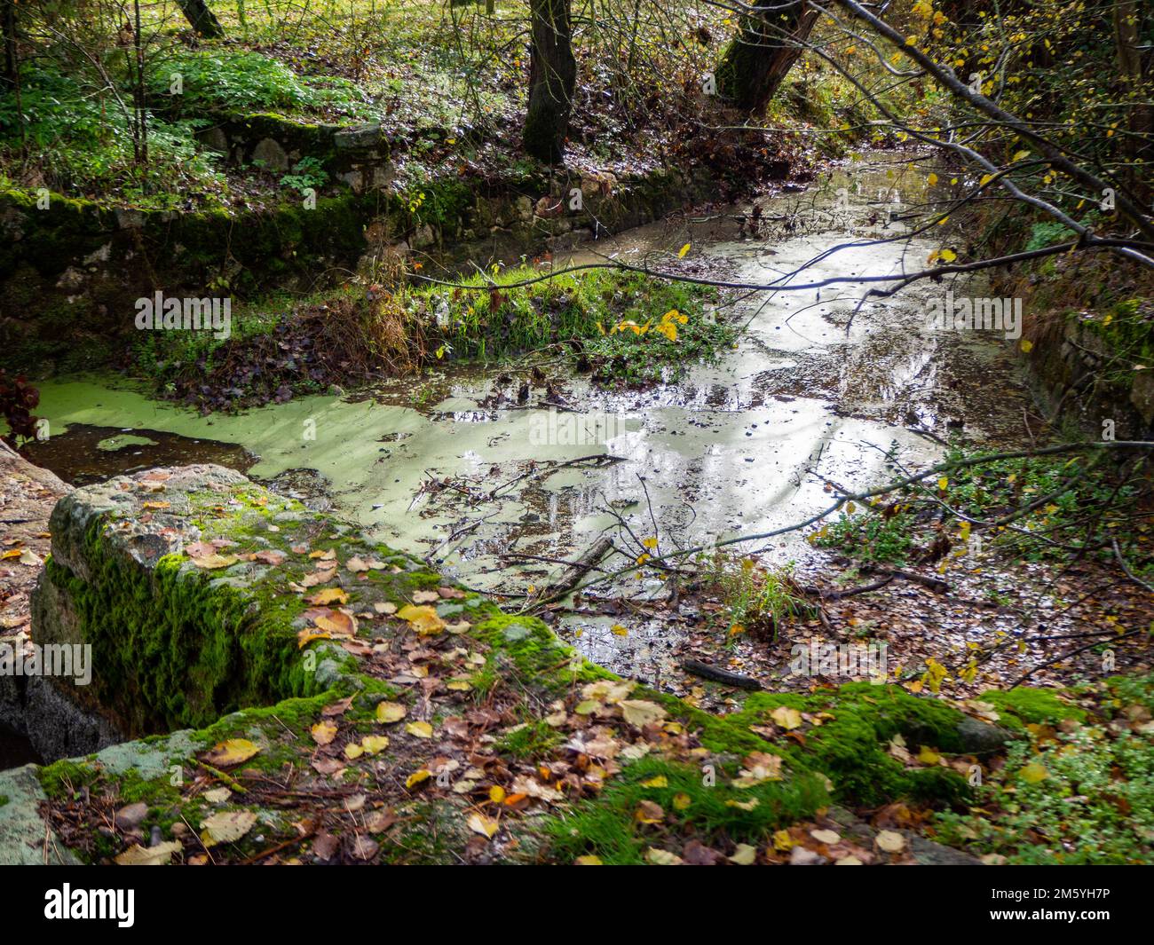 spring water contaminated by chemicals. Pollution concept Stock Photo